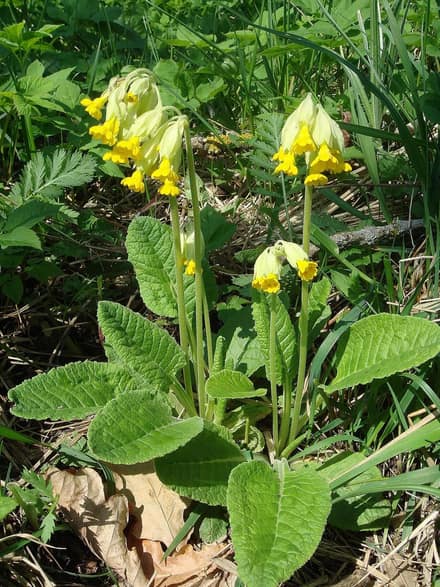 Примула (Primula)