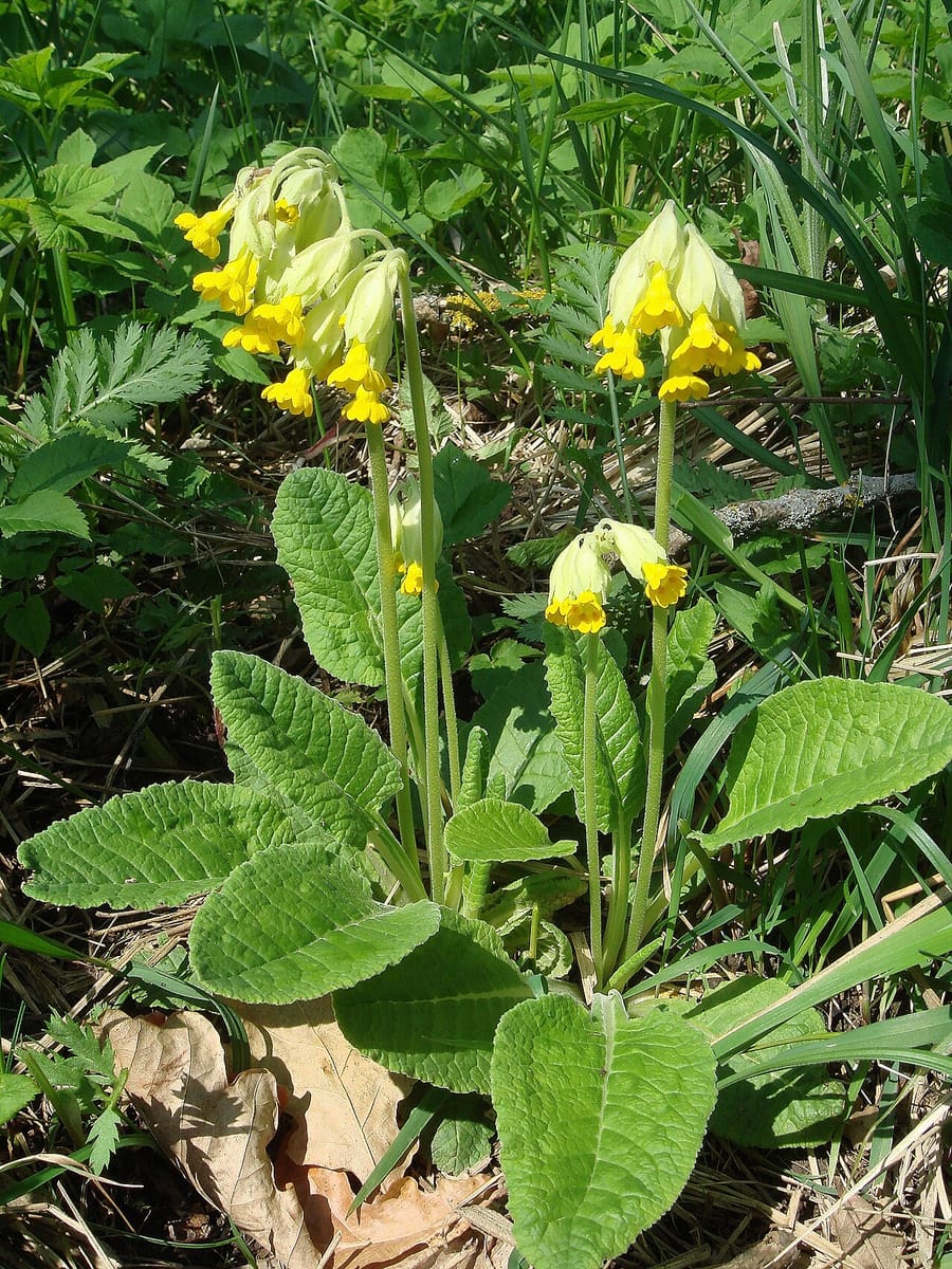 Примула (Primula)