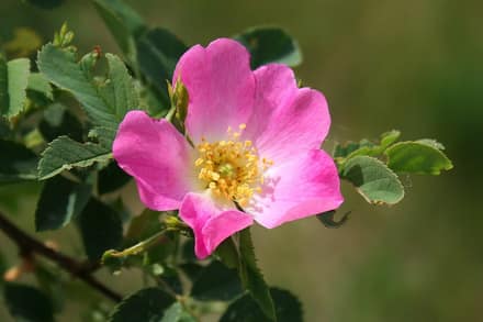 Роза комнатная (Rosa)