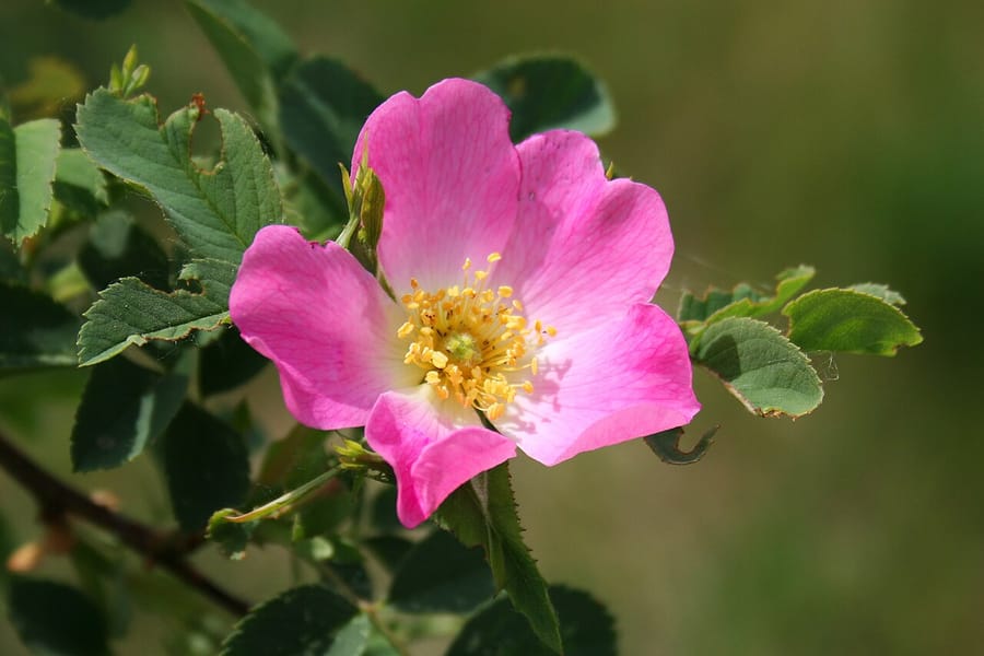 Роза комнатная (Rosa)