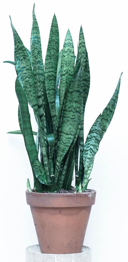 Сансевиерия (Dracaena trifasciata)