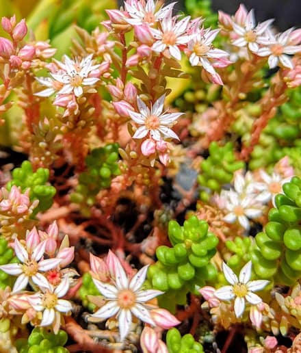 Очиток (седум) (Sedum)