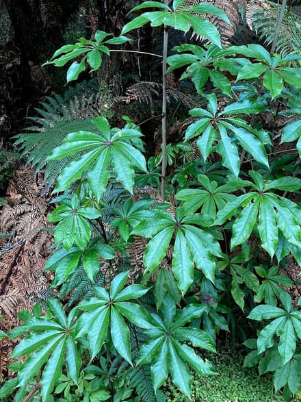 Шеффлера (Schefflera)