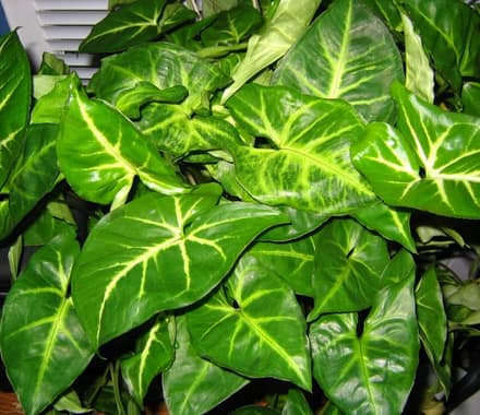 Сингониум (Syngonium podophyllum)