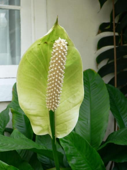 Спатифиллум (Spathiphyllum)