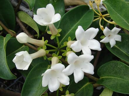 Стефанотис (Stephanotis floribunda)