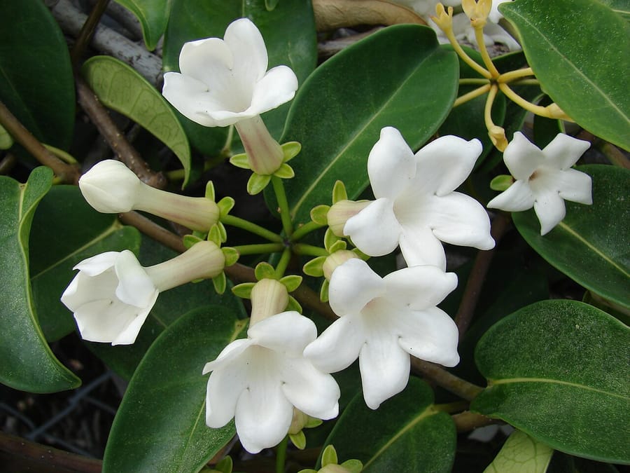 Стефанотис (Stephanotis floribunda)