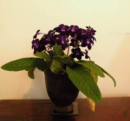 Стрептокарпус (Streptocarpus)
