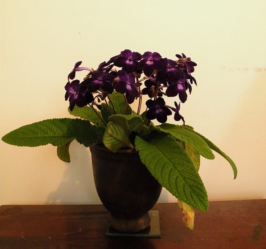 Стрептокарпус (Streptocarpus)