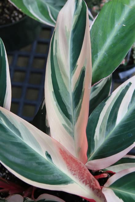Строманта (Stromanthe sanguinea)