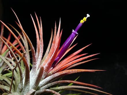 Тилландсия (Tillandsia)