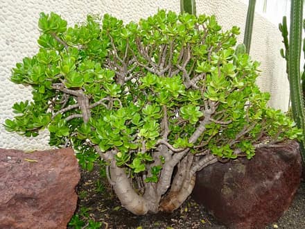 Толстянка (денежное дерево) (Crassula ovata)