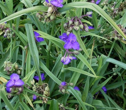 Традесканция (Tradescantia)