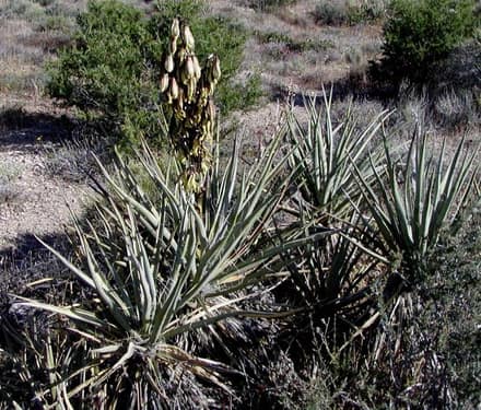 Юкка (Yucca)