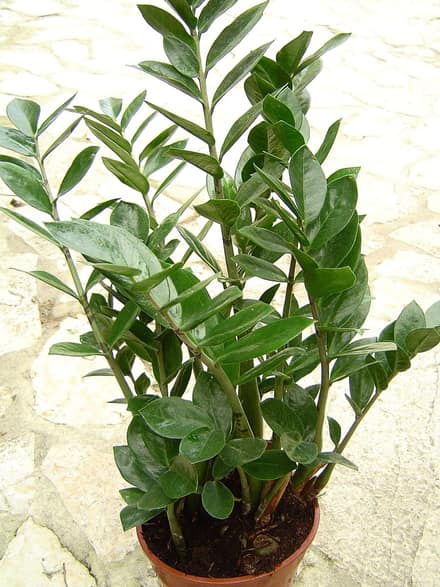 Замиокулькас (Zamioculcas zamiifolia)