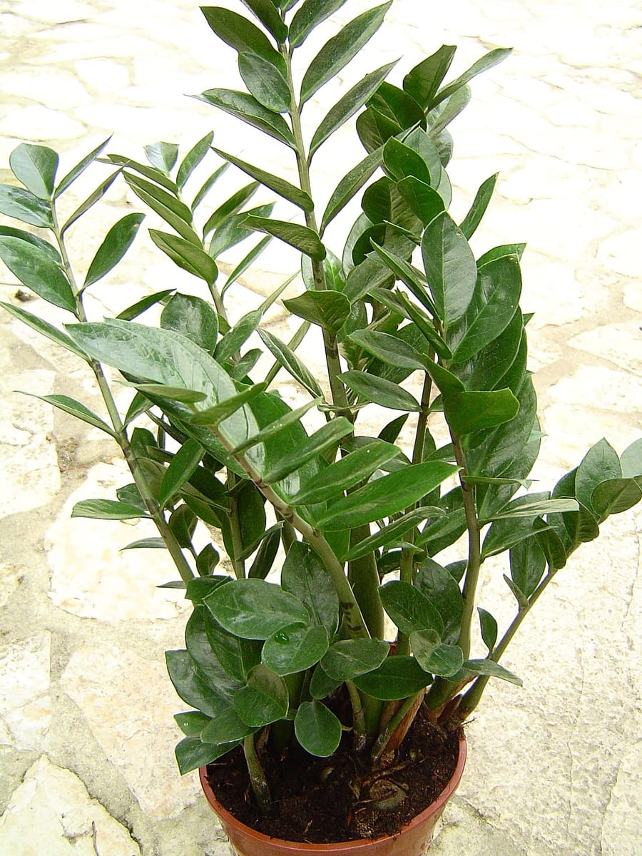Замиокулькас (Zamioculcas zamiifolia)