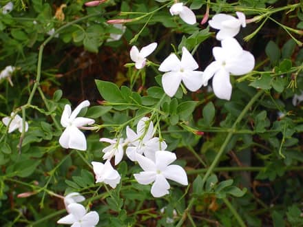 Жасмин комнатный (Jasminum)